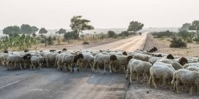 Rebaño de ovejas cruzando una carretera; Jaisalmer, Rajastán, India - foto de stock