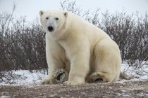 Большой белый медведь (Ursus maritimus) сидит в снегу и смотрит в камеру; Черчилль, Манитоба, Канада — стоковое фото