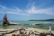 Legname alla deriva e un albero morto su una spiaggia tropicale con cielo blu e acqua turchese; Isole Andamane, India — Foto stock