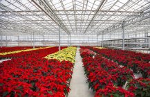 Filas de poinsettias multicolores que se cultivaron en una operación de invernadero cerca de la temporada de Navidad; St. Albert, Alberta, Canadá - foto de stock