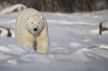 Oso polar (Ursus maritimus) caminando en la nieve; Churchill, Manitoba, Canadá - foto de stock
