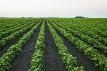 Growing soybean crop in a field; Minnesota, United States of America — Stock Photo