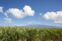 Sugar cane fields and Haleakala; Maui, Hawaii, United States of America — Stock Photo