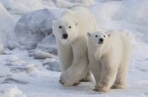 Mutter und Junges Eisbär (ursus maritimus) beim Gassigehen im Schnee; churchill, manitoba, canada — Stockfoto