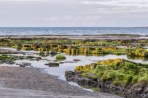 As algas cobriram rochas na maré baixa que prende o sol, praia de Amble; Northumberland, Inglaterra — Fotografia de Stock