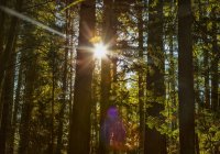 Sunlight shining brightly through the trees in a forest at Red Willow Park: Surrey; British Columbia, Canada — Stock Photo