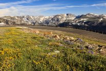 Vue depuis la Beartooth Highway ; Cody, Wyoming, États-Unis d'Amérique — Photo de stock