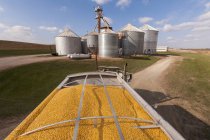 Grain truck loaded with corn at grain dryer and bin complex during corn harvest, near Nerstrand; Minnesota, United States of America — Stock Photo