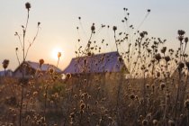 El sol poniente sobre las casas de verano en un pueblo con hierbas altas en primer plano; Tarusa, Rusia - foto de stock