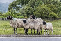 Quatre moutons à la recherche de trafic sur le bord de la route avant de traverser ; Angleterre — Photo de stock