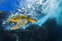 Hawaiian Green Sea Turtle (Chelonia mydas); Maui, Hawaii, Estados Unidos de América - foto de stock