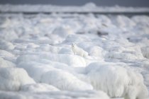 Renard arctique (Vulpes lagopus) marchant à travers les morceaux de glace de la baie d'Hudson ; Churchill, Manitoba, Canada — Photo de stock