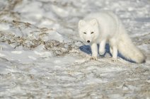 Polarfuchs (vulpes lagopus) beim Wandern im Schnee; churchill, manitoba, canada — Stockfoto
