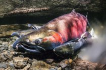 Coho-Lachs, auch bekannt als Silberlachs (Oncorhynchus kisutch) beim Laichen in einem Fluss im Herbst; alaska, Vereinigte Staaten von Amerika — Stockfoto