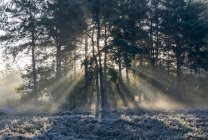 Des rayons de soleil brillent à travers des arbres silhouettés jusqu'à un sol givré, Esher Commons, Surrey, Angleterre — Photo de stock