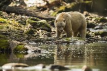 Spirit Bear, o Kermode Bear, (Ursus americanus kermodei) passeggiando lungo il bordo dell'acqua nella foresta pluviale di Great Bear; Hartley Bay, British Columbia, Canada — Foto stock