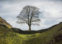 Árvore de sicômoro famoso situado na Muralha de Hadrians, vulgarmente conhecido como Sycamore Gap, Northumberland, Inglaterra — Fotografia de Stock