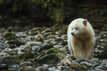 Kermode Bear (Ursus americanus kermodei), também conhecido como Spirit Bear, pescando em um riacho na Great Bear Rainforest; Hartley Bay, British Columbia, Canadá — Fotografia de Stock