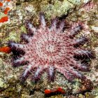 Joven Corona de Espinas (Acanthaster planci) Estrella de mar esparcida sobre roca viva en la isla Ni 'ihau, cerca de Kauai, Hawai, durante la primavera; Kauai, Hawai, Estados Unidos de América - foto de stock