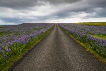 Lupines line a road on the Snaefellsness Peninsula; Iceland — Stock Photo