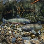 Dolly varden spawning pair under water — Stock Photo
