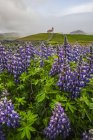 Wild lupines growing in the countryside of Iceland under dramatic skies and a road leading to a church in the distance, Snaefellsness Peninsula; Iceland — Stock Photo