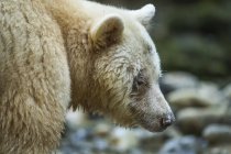 Primer plano de una espíritu oso Kermode oso (Ursus americanus kermodei) en el bosque lluvioso del gran oso; Hartley Bay, British Columbia, Canadá - foto de stock