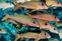 Gelbflossenziegenfisch (mulloidichthys vanicolensis) schwärmt vor der Küste von Kona; Insel Hawaii, Hawaii, Vereinigte Staaten von Amerika — Stockfoto