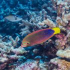 Жовтохвіст Coris (Coris gaimard) поруч із кораловими рифами off Kona Coast, великий острів, Гаваї влітку; Острів Гаваях, Гаваї, США — стокове фото