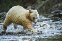 Urso Kermode (Ursus americanus kermodei), também conhecido como o Urso Espírita, pescando na floresta tropical Great Bear; Hartley Bay, British Columbia, Canadá — Fotografia de Stock