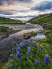 Sunset over a stream near Hofsos, North Iceland with lupines in the foreground; Hofsos, Iceland — Stock Photo