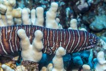 Anguille zébrée (Gymnomuraena zebra) glissant au-dessus de Finger Coral (Porites compressa) au large de la côte de Kona ; île d'Hawaï, Hawaï, États-Unis d'Amérique — Photo de stock