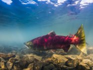 Sockeye salmón peces nadando bajo el agua - foto de stock
