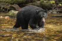 Orso nero (Ursus americanus) che pesca nella foresta pluviale del Grande Orso; baia di Hartley, Columbia Britannica, Canada — Foto stock