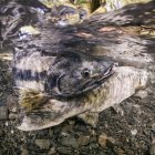 Риби кета лосося плавають під водою — стокове фото
