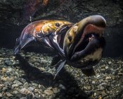 Un saumon coho mâle (également connu sous le nom de saumon argenté, Oncorhynchus kisutch) en mord un autre pour le droit d'être un mâle alpha dans un ruisseau de l'Alaska pendant l'automne ; Alaska, États-Unis d'Amérique — Photo de stock