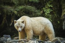 Spirit Bear, ou Kermode Bear (Ursus americanus kermodei) pêche dans la forêt tropicale Great Bear ; Hartley Bay, Colombie-Britannique, Canada — Photo de stock