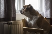 Hund schaut aus dem Fenster, während er auf einem Stuhl sitzt; djupavik, Westfjorde, Island — Stockfoto