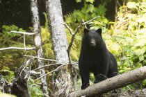 Black bear (Ursus americanus) fishing in the Great Bear Rainforest; Hartley Bay, British Columbia, Canada — Stock Photo
