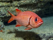 Bigscale Soldierfish (Myripristis berndti) perto de camadas de tephra, um produto do vulcanismo, fora da ilha de Ni 'ihau, perto de Kauai, Havaí, durante a primavera; Kauai, Havaí, Estados Unidos da América — Fotografia de Stock