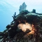 Vida marina escondida dentro de una formación de coral en la Barrera de Coral de Belice; Belice - foto de stock