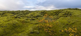 Panoramic image of moss covered lava along the South coast of Iceland; Iceland — Stock Photo