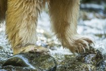 Дух нести або ведмідь Кермодський (Урсус americanus kermodei), рибалка в тропічному лісі Велика Ведмедиця; Хартлі Бей, Британська Колумбія, Канада — стокове фото