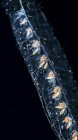 Photographie sous-marine de l'espèce présumée de Siphonophore Agalma okeni prise lors d'une plongée en eau noire (en eaux bleues la nuit) au large de la côte de Kona, sur la grande île d'Hawaï, pendant l'été ; île d'Hawaï, Hawaï, États-Unis d'Amérique — Photo de stock