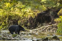 Orso nero (Ursus americanus) che pesca in un torrente nella foresta pluviale del Grande Orso; Hartley Bay, Columbia Britannica, Canada — Foto stock