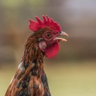 Galo de alcance livre (Gallus gallus domesticus masculino) cantando em um dia de primavera. Uma das muitas galinhas de alcance livre encontradas nas ilhas havaianas; Kauai, Havaí, Estados Unidos da América — Fotografia de Stock