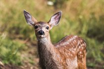 Cute white-tailed deer in wild nature — Stock Photo