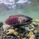Desove de salmón chinook nadando bajo el agua - foto de stock