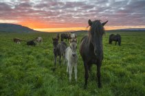 Cavalos islandeses caminhando em um campo de grama ao pôr do sol; Hofsos, Islândia — Fotografia de Stock