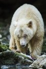 Kermode Bear (Ursus americanus kermodei), también conocido como Spirit Bear, que come un pescado fresco junto a un arroyo en la selva tropical del Gran Oso; Hartley Bay, Columbia Británica, Canadá - foto de stock